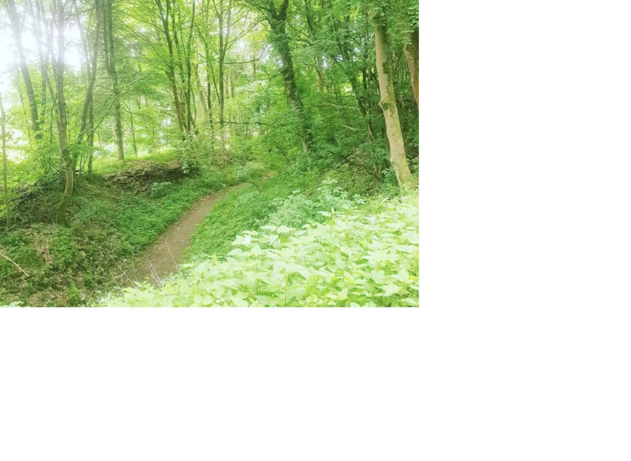Natur Pur Frielendorf Екстериор снимка